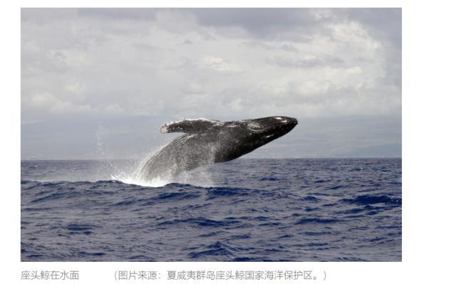 谷歌人工智能公益计划：听，鲸鱼在唱歌